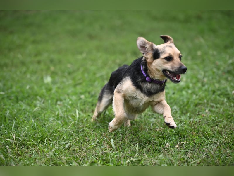 Lolek, kleiner verspielter Mischlingsrüde