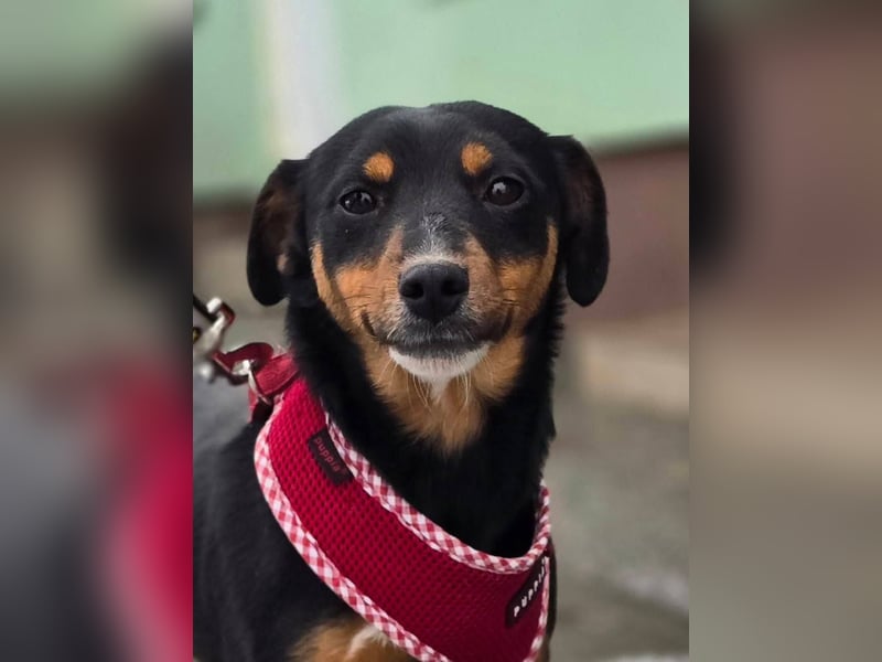 Emmi sucht ein Für-immer-Zuhause