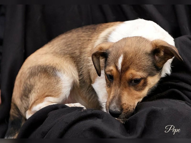 Pepe, kleiner Hundejunge sucht Familienanschluss