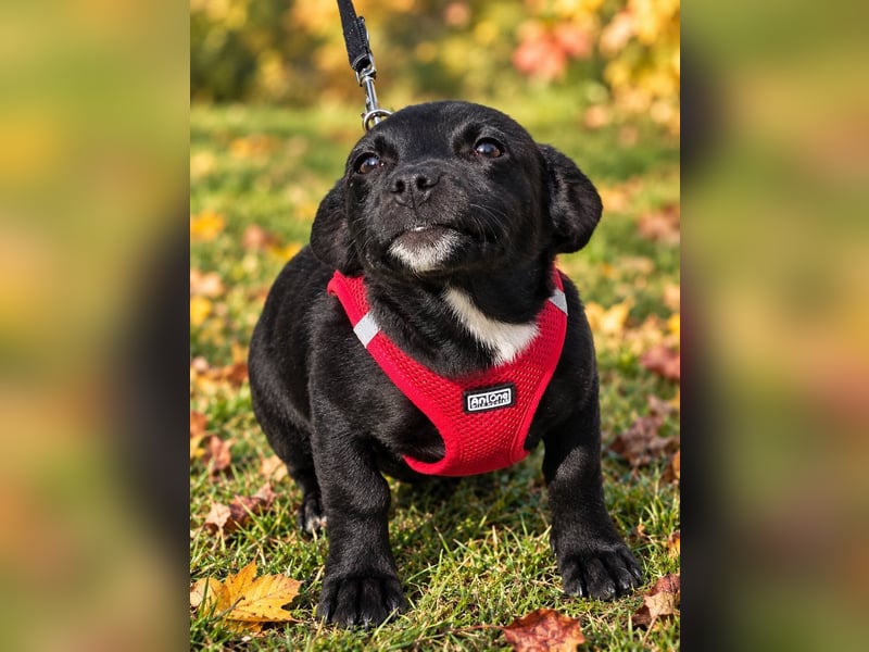 Terra, verspieltes Hundekind