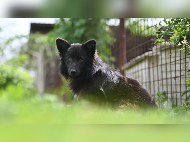 Negro - wer schenkt diesem sensiblen jungen Rüden eine zweite Chance?