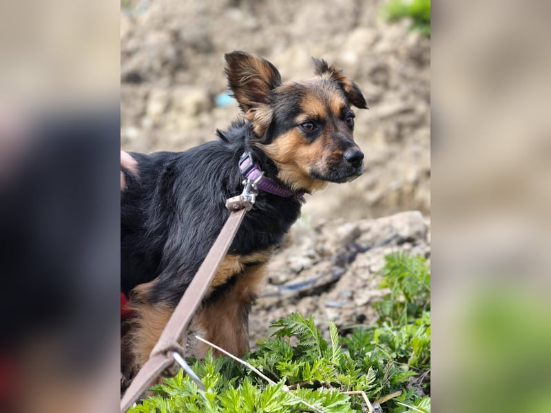 Zenya - freundliche, lebensfrohe Hündin sucht ein Zuhause