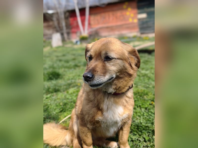 Saga - sanfte Begleiterin sucht ruhiges Zuhause