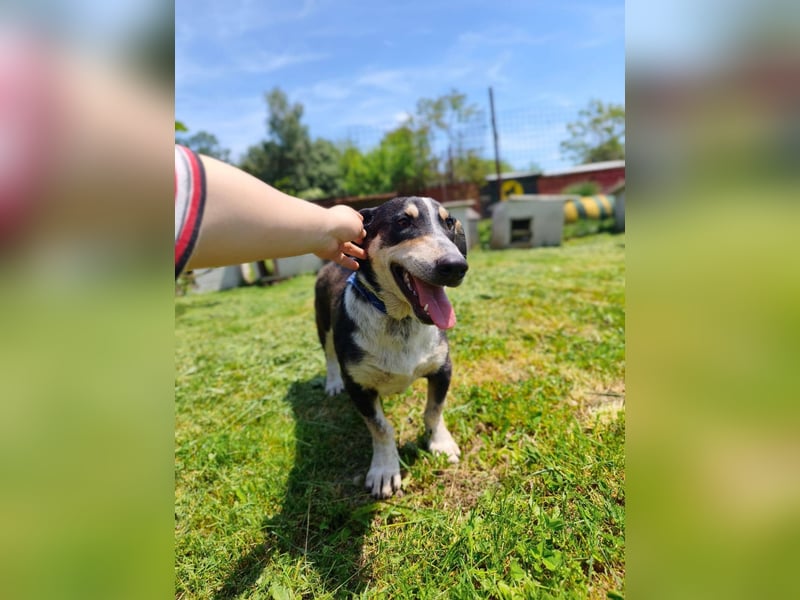 Chico - fröhlicher Herzenshund sucht seine Menschen