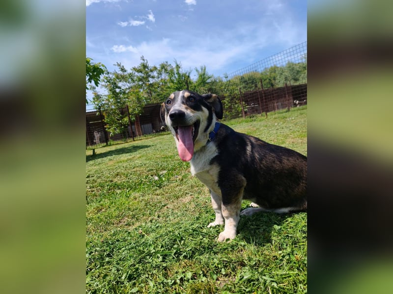 Chico - fröhlicher Herzenshund sucht seine Menschen