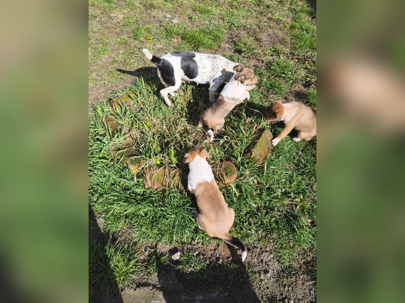 Akira, Jack Russell Mix Mädchen sucht liebevolles Zuhause