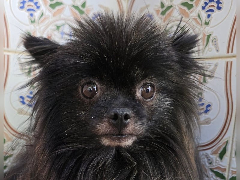 Alma - Handicaphund sucht Liebe