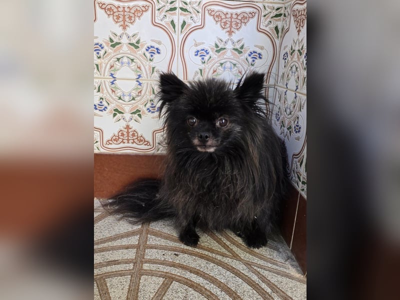 Alma - Handicaphund sucht Liebe
