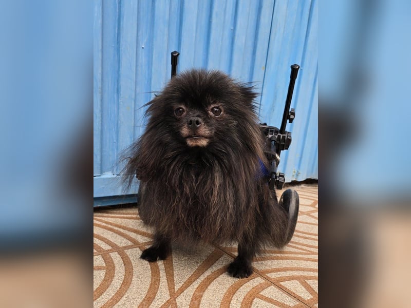 Alma - Handicaphund sucht Liebe