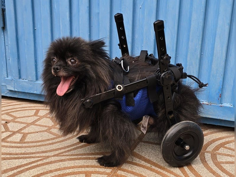Alma - Handicaphund sucht Liebe