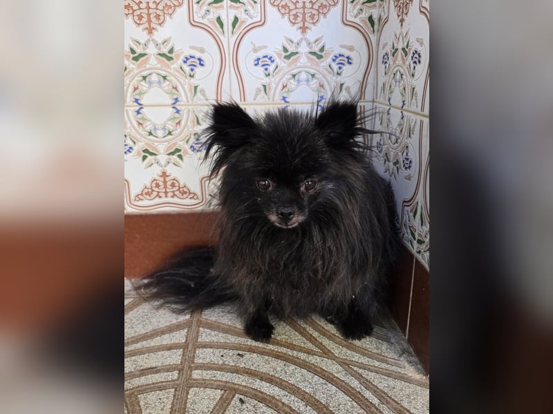 Alma - Handicaphund sucht Liebe