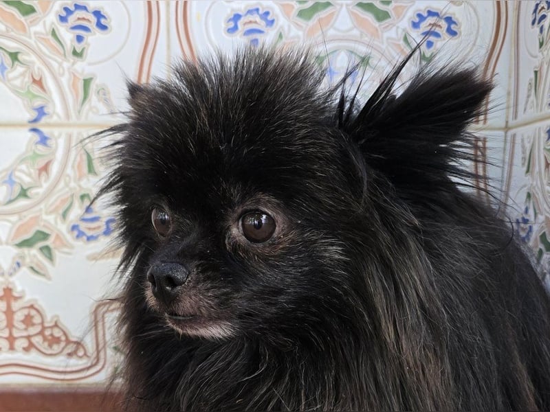 Alma - Handicaphund sucht Liebe