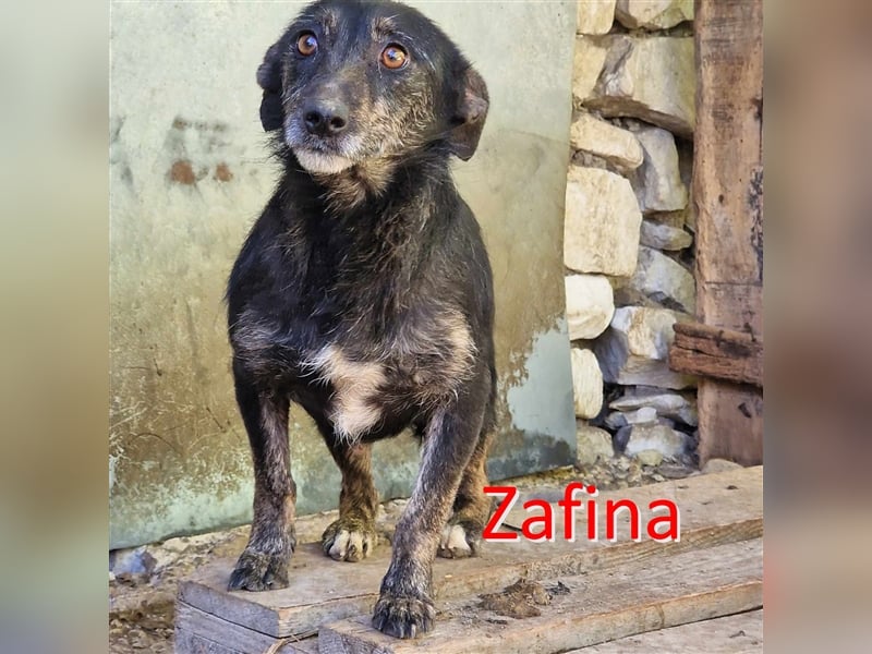 ZAFINA ❤ wartet in 52441 Linnich-Gereonsweiler auf DICH