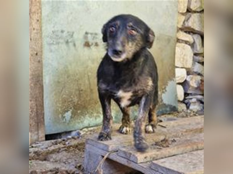 ZAFINA ❤ wartet in 52441 Linnich-Gereonsweiler auf DICH