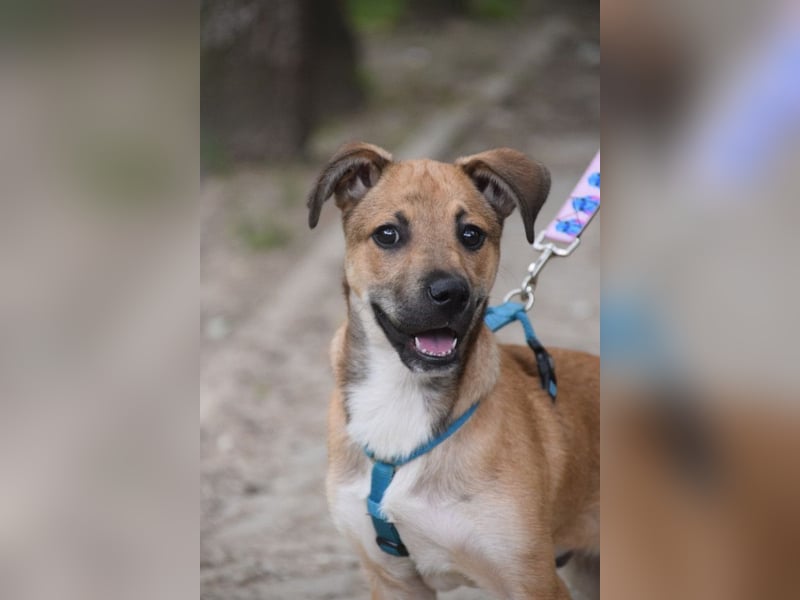 Wenko - liebenswerter, verschmuster, junger Rüde