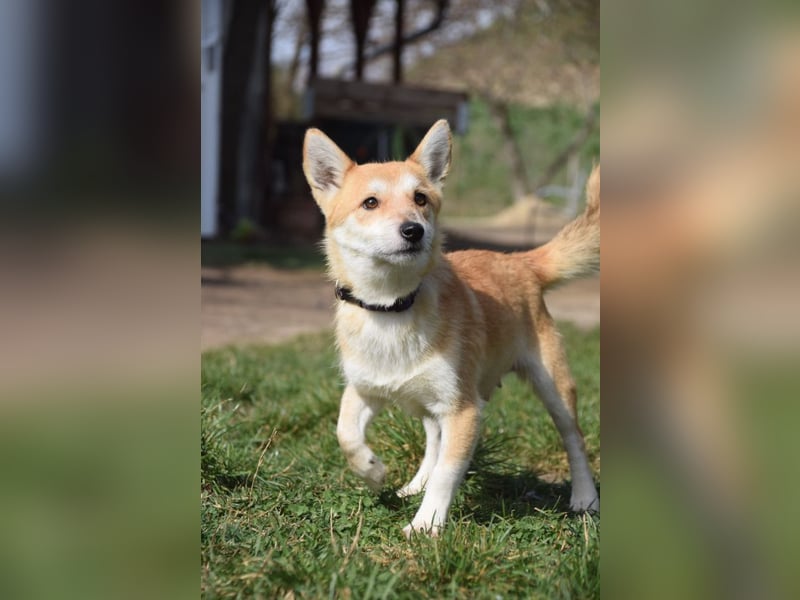 Valerie - sehr nette, menschenbezogene und verschmuste Hündin