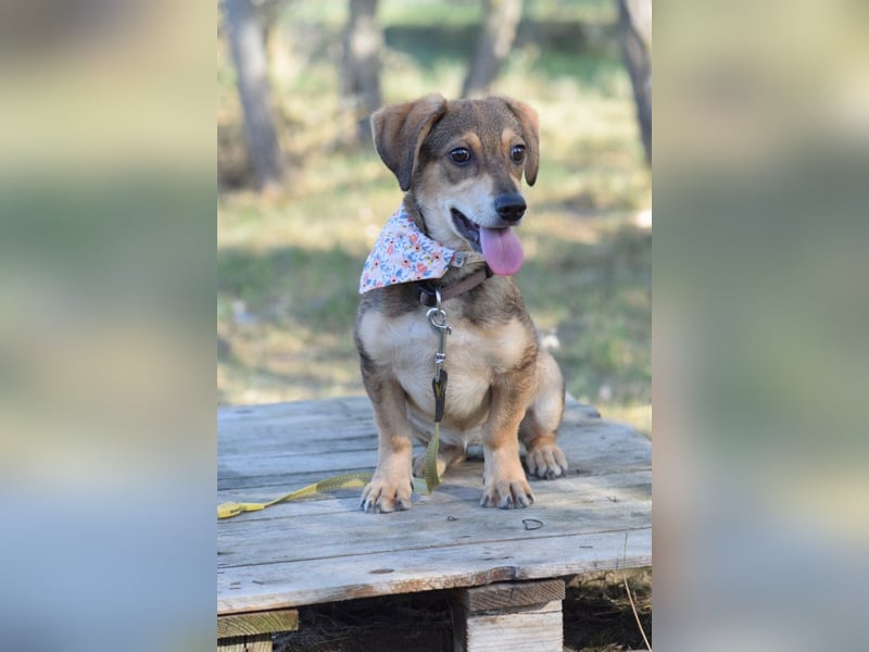 Biene - freundlich & lieb, anfangs etwas schüchtern