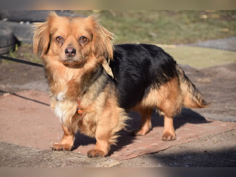 Felia - nette kleine Mischlingshündin die erst Vertrauen aufbauen muß