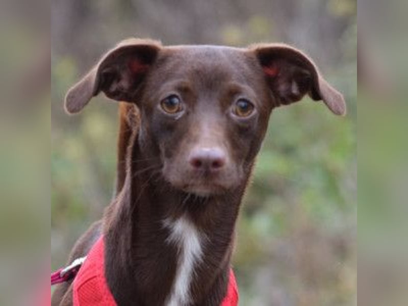 Honey - anfangs etwas schüchtern, freundlich & verspielt