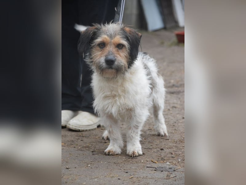 Larry - charmanter, freundlicher Terrier Mix Rüde