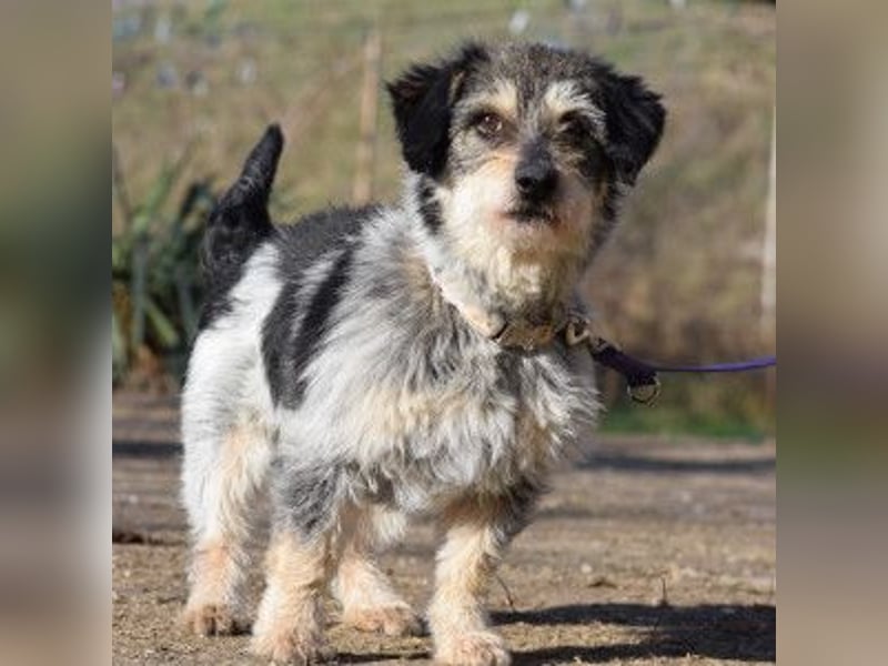 Violetta - auf PS in 53797 Lohmar - bezaubernde Hündin, genießt jede Streicheleinheit