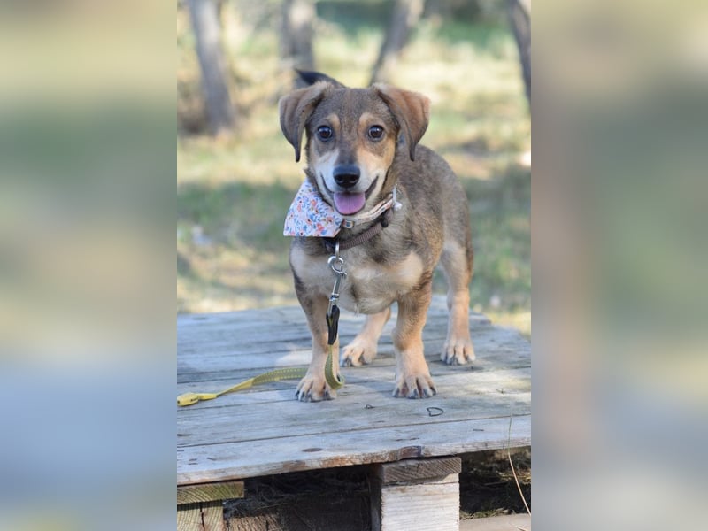 Biene - freundlich & lieb, anfangs etwas schüchtern