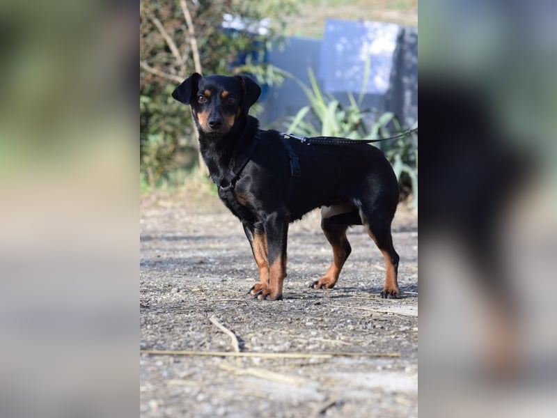 Lina - anfangs vorsichtig, verschmust und liebt es Küsschen zu geben