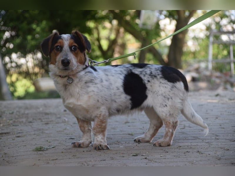 Mocca - freundlicher, liebenswerter kleiner Rüde, zeigt sich verschmust und lustig