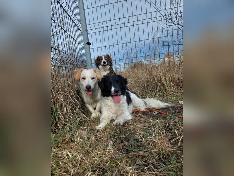 Elli - nette Hündin die Zeit und Geduld braucht