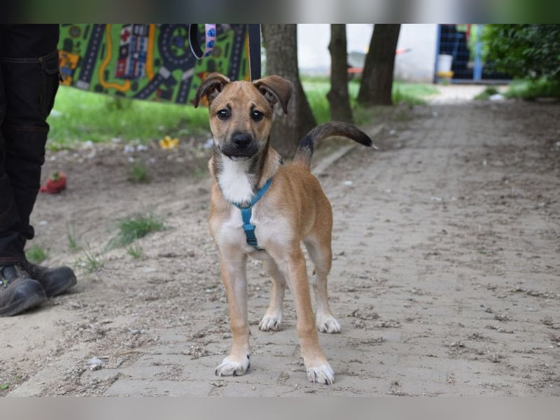 Wenko - liebenswerter, verschmuster, junger Rüde