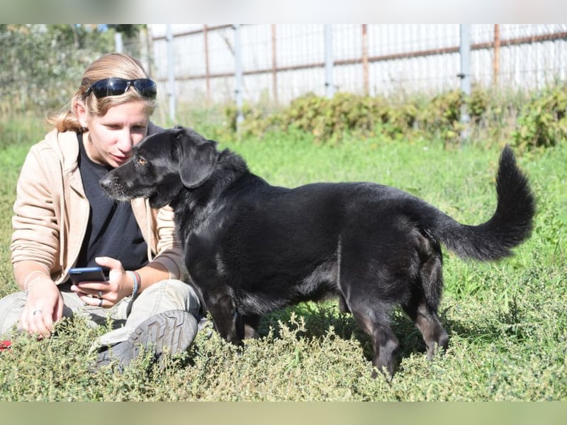 Poldi - netter ruhiger Senior sucht Zuhause als Einzelprinz