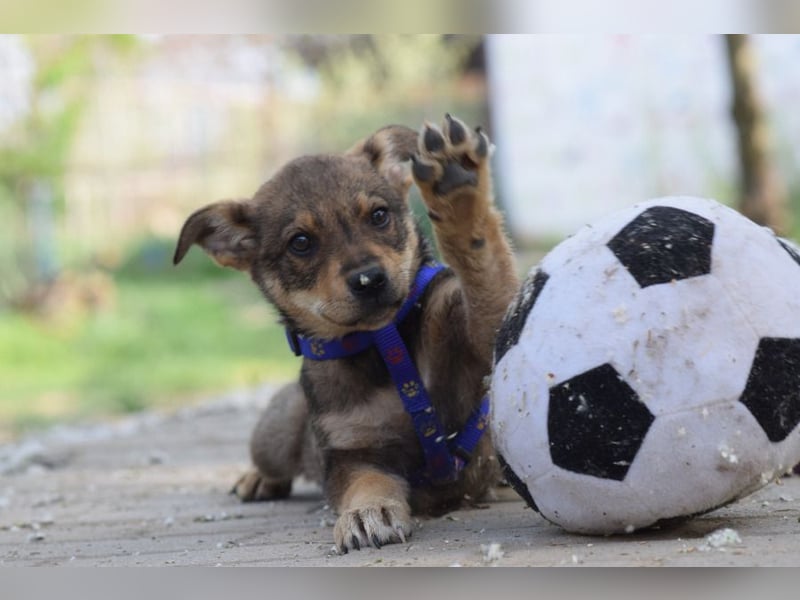 Melitta - verschmuste und freundliche kleine Dame