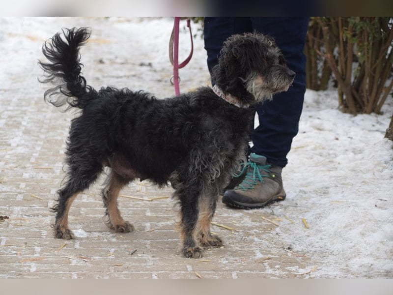 Lyra - bezaubernde Hündin, anhänglich, liebenswert & verschmust