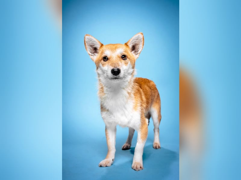 Valerie - sehr nette, menschenbezogene und verschmuste Hündin