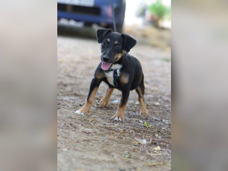 Spaghetti - freundliches & verspieltes Hundekind, liebt die Menschen