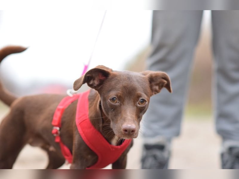 Honey - anfangs etwas schüchtern, freundlich & verspielt