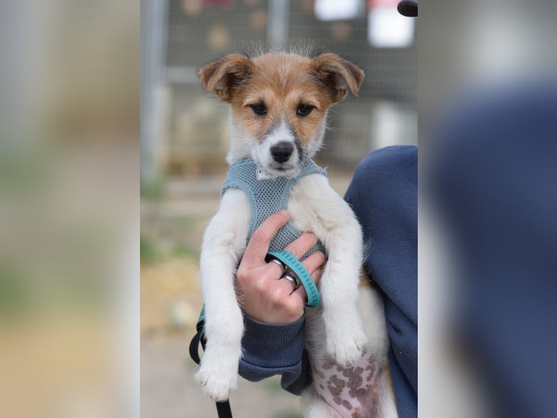 Emilia - zuckersüße, freundliche und verschmuste Welpen Hündin