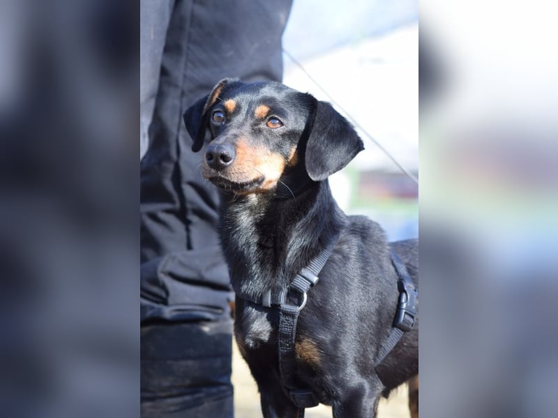 Lina - anfangs vorsichtig, verschmust und liebt es Küsschen zu geben