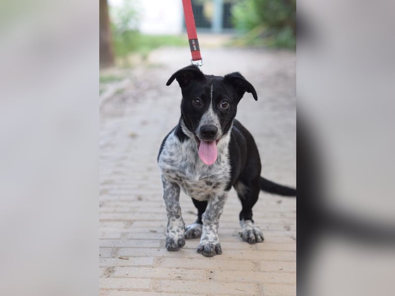 Guba - anfangs etwas vorsichtig, freundlich, neugierig & verschmust