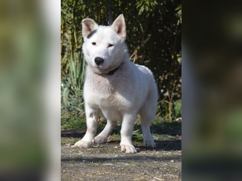 Danilo - auf PS in 53797 Lohmar - anfangs etwas vorsichtig, freundlich & verschmust