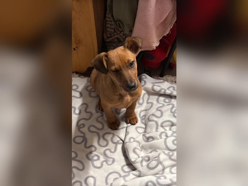 Latte - liebevoll & verschmust, aufgeschlossen & freundlich