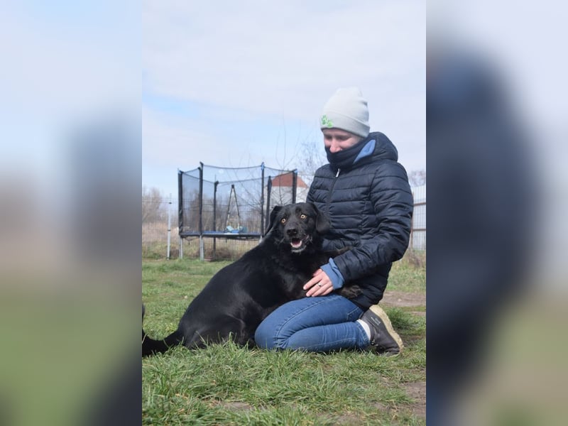 Poldi - netter ruhiger Senior sucht Zuhause als Einzelprinz