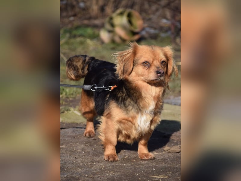 Felia - nette kleine Mischlingshündin die erst Vertrauen aufbauen muß