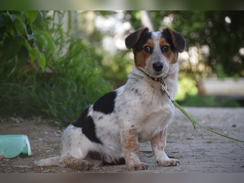 Mocca - freundlicher, liebenswerter kleiner Rüde, zeigt sich verschmust und lustig