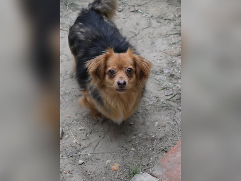 Felia - nette kleine Mischlingshündin die erst Vertrauen aufbauen muß