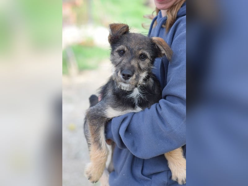 Thorsten - neugieriger, medium aktiver und verspielter Welpen Rüde