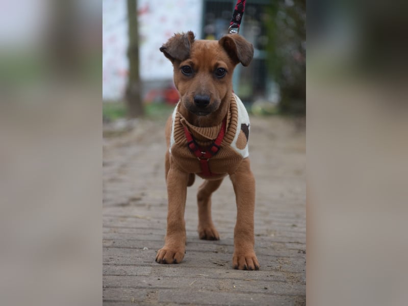 Latte - liebevoll & verschmust, aufgeschlossen & freundlich