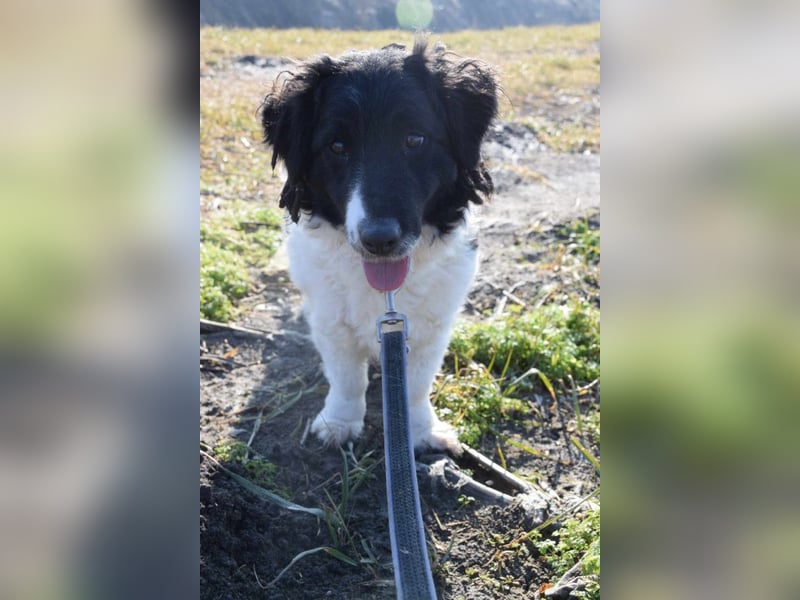 Elli - nette Hündin die Zeit und Geduld braucht