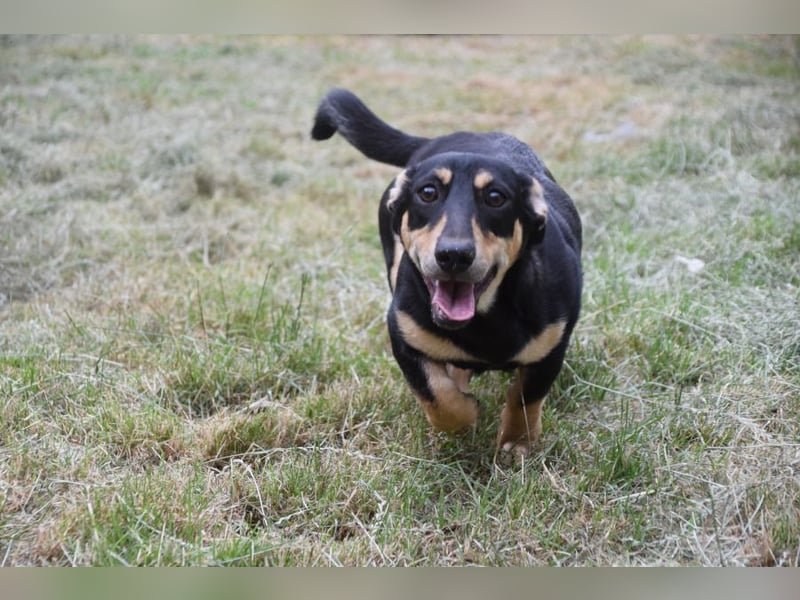 Sylvia - ist eine kleine lebensfrohe Hündin die noch etwas schüchtern ist