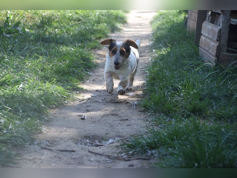 Mocca - freundlicher, liebenswerter kleiner Rüde, zeigt sich verschmust und lustig